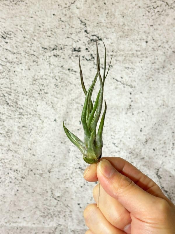 ブルボーサ×セレリアナ チランジア・セレリアナ×ブルボーサ Tillandsia seleriana × T